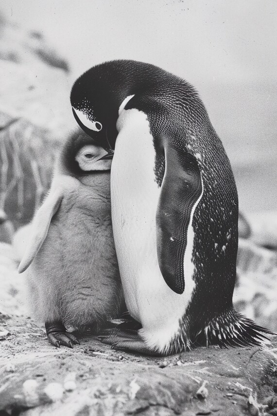 Sweet Mother Penguin Chick Nuzzle Black White Nursery Wall Art