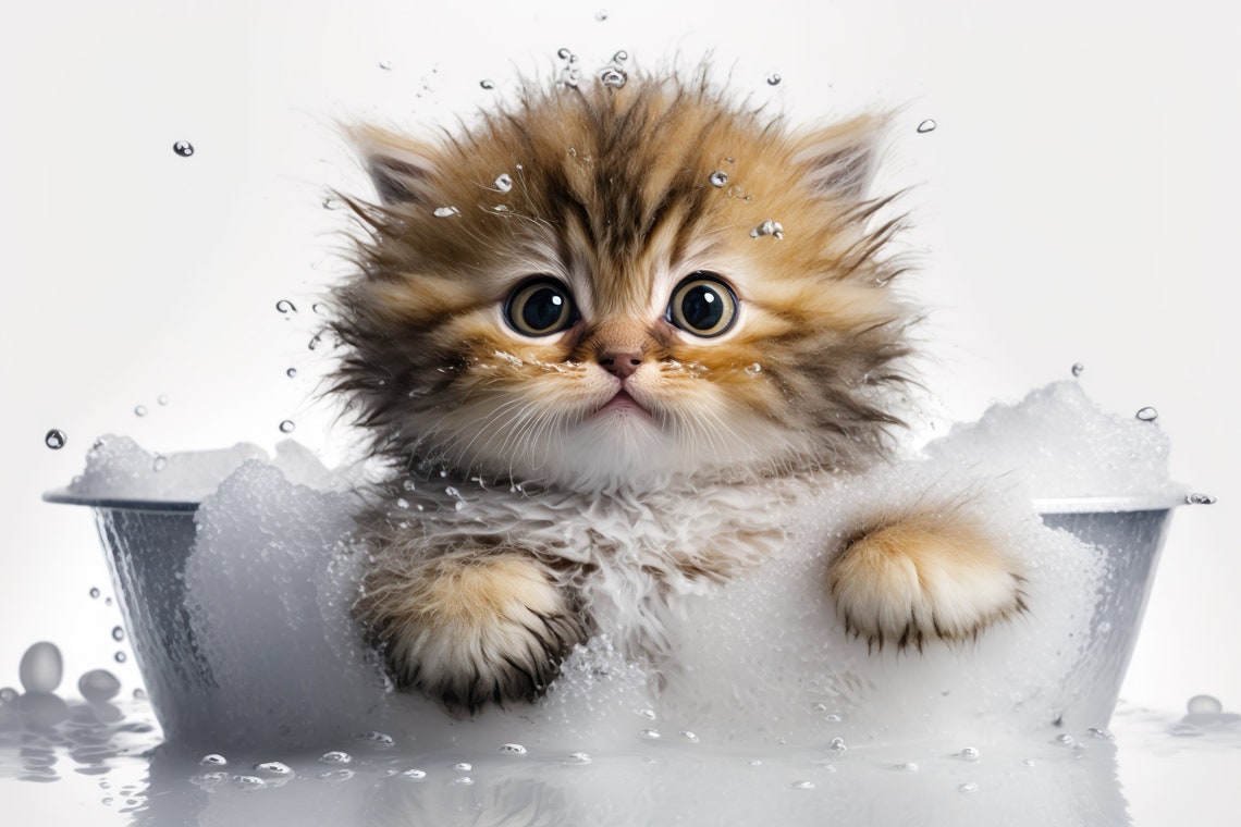 Sweet Fluffy Kitten In Bubble Bath Water Splash Cute Photo Poster