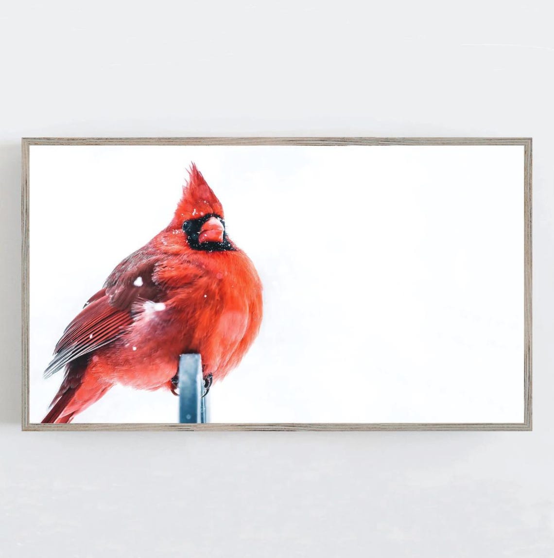 Northern Cardinal in Falling Snow Red Bird Winter Photography Poster