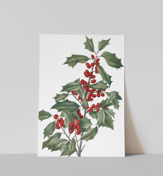 Vintage Holly Berries Branch Christmas Botanical Wall Poster