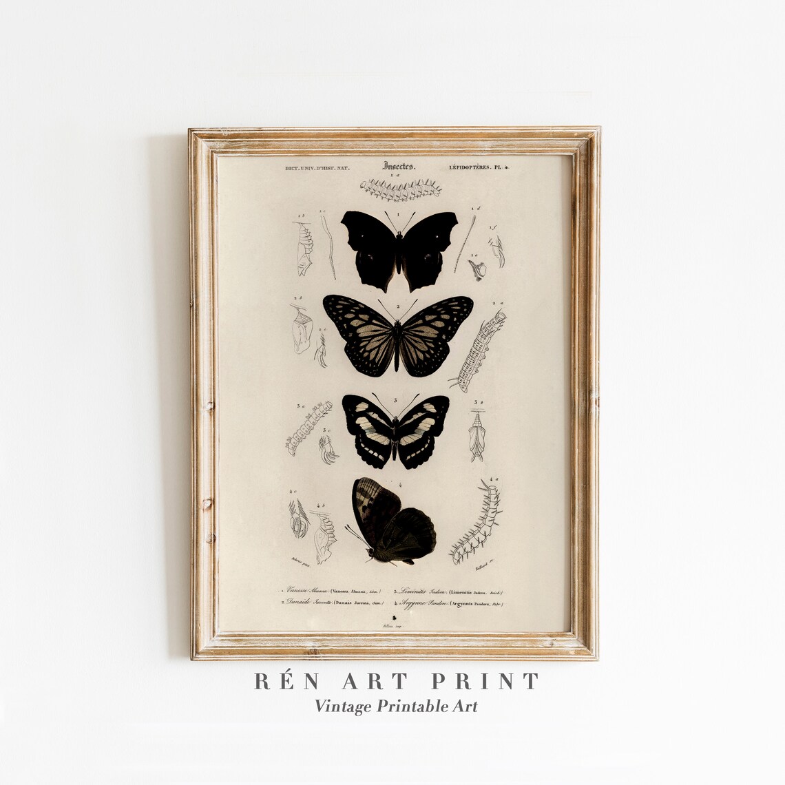 Antique Butterfly and Moth Study, Vintage Print