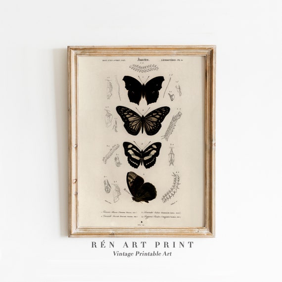Antique Butterfly and Moth Study, Vintage Print