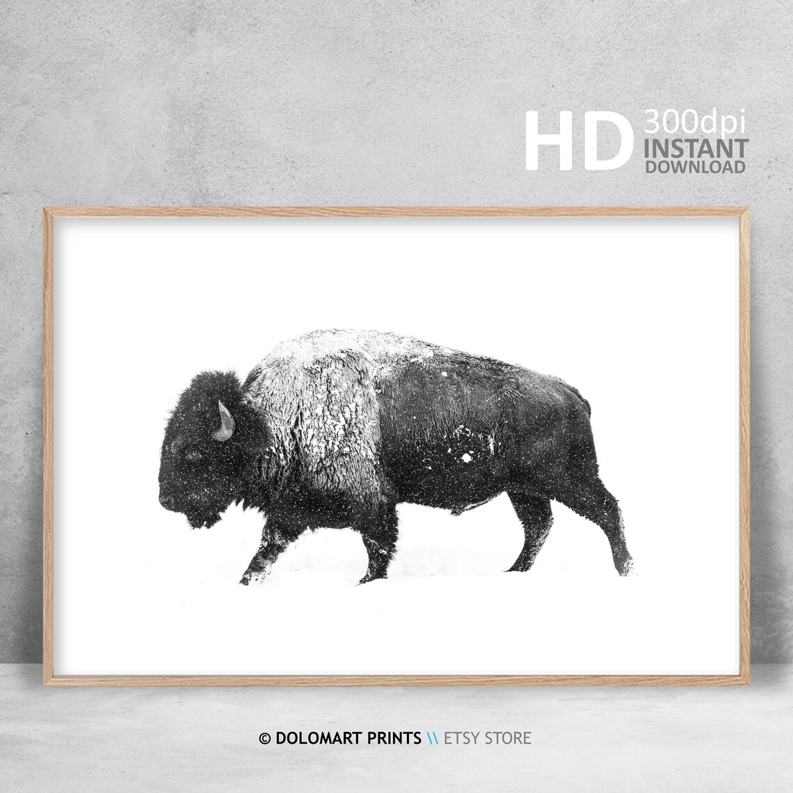 Bison Black and White Art Print, Wilderness Photography - Image 4