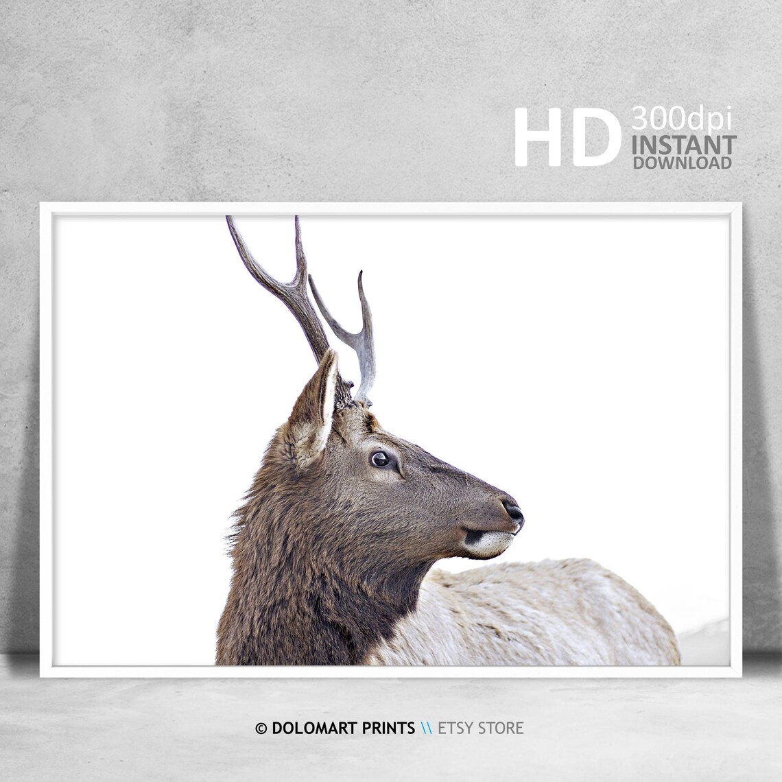 Elk Portrait White Background Wildlife Antlers Animal Photo Poster