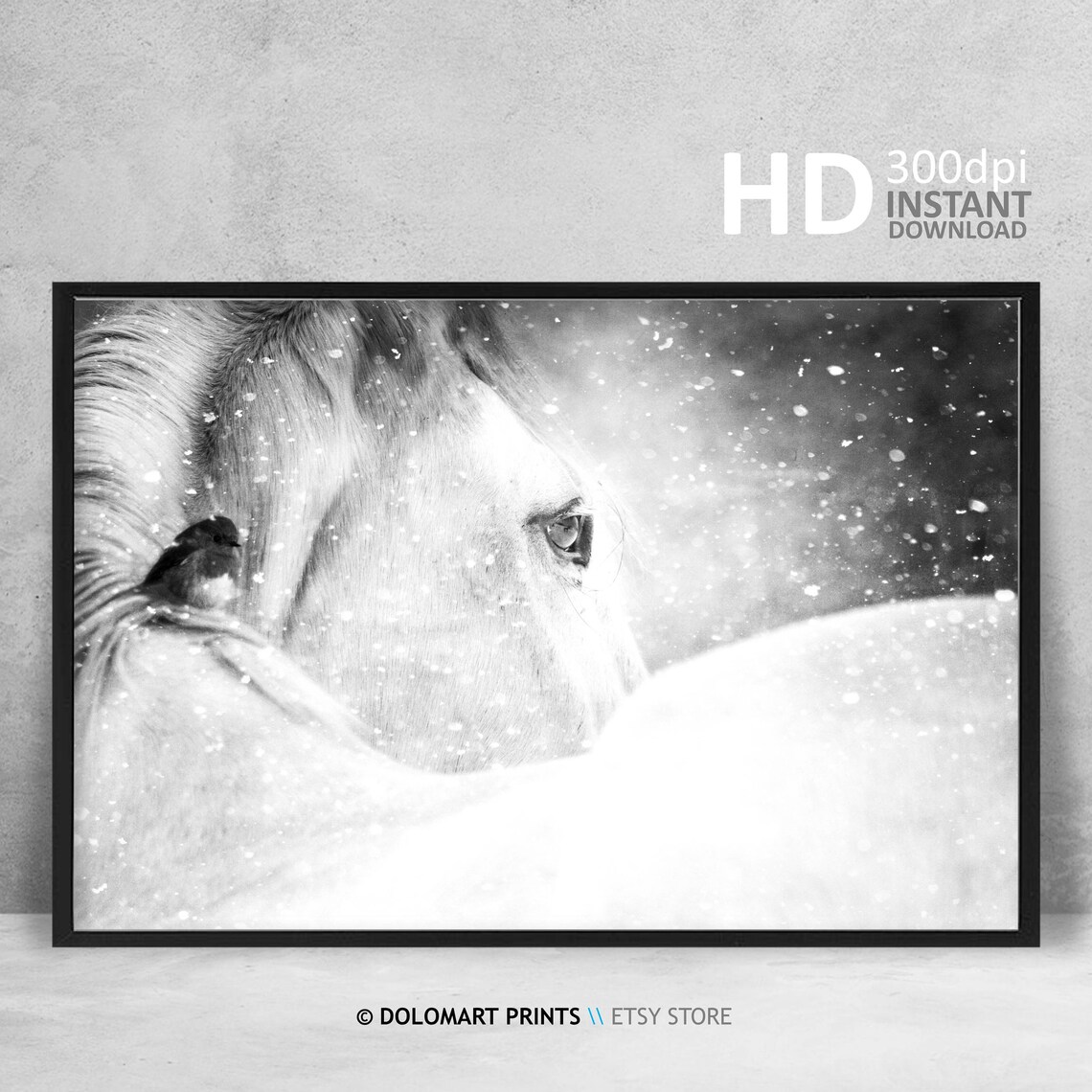 Wild Horse Photography, Black And White Art Print - Image 4