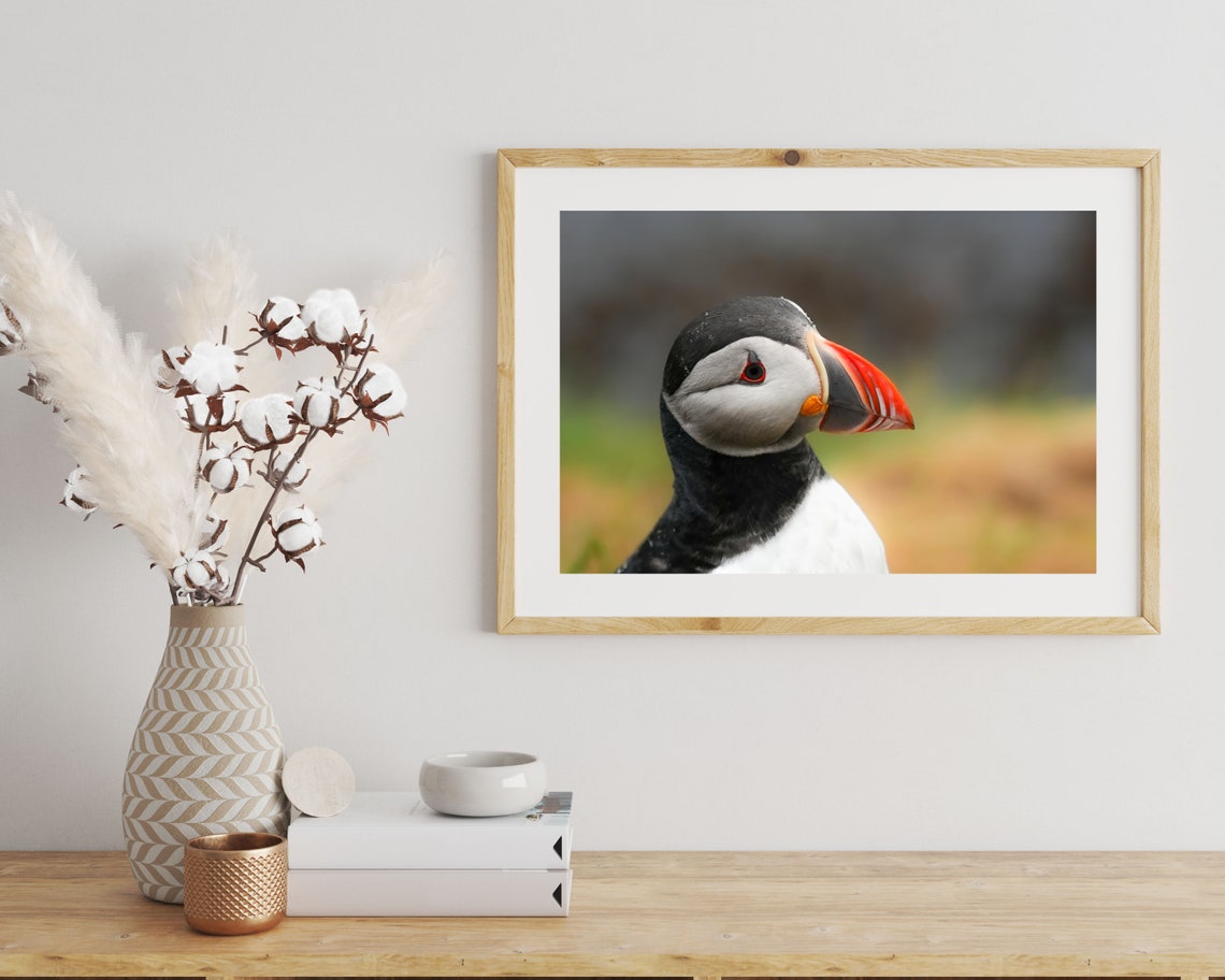 Iceland Puffin Bird Wall Art Print Puffin Bird Portrait Photography Print Iceland Wildlife Photography Print Atlantic Puffin Wall Decor - Image 2