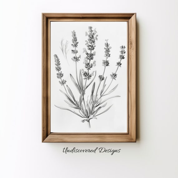 Vintage Lavender Sketch Art Print Botanical Home Decor
