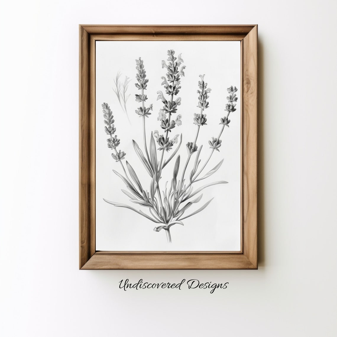 Herb Grayscale Lavender Botanical Sketch Vintage Drawing Poster