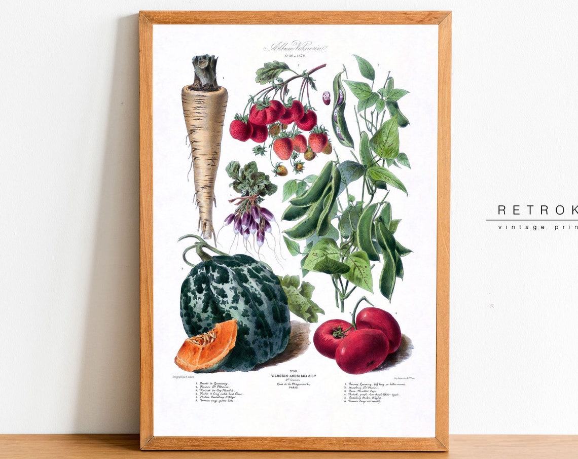 Vegetables Vintage Botanical Illustration Vilmorin Paris Garden Poster
