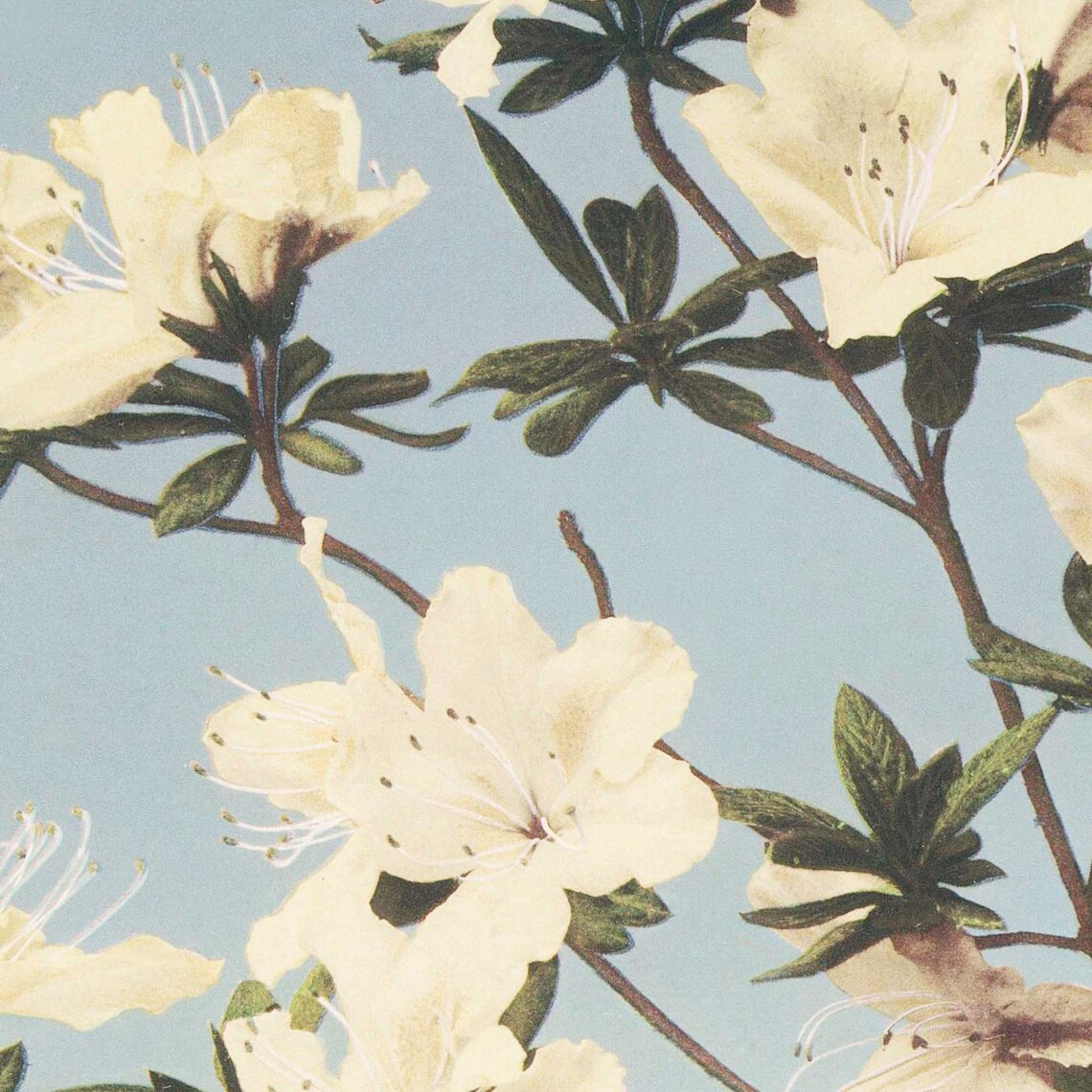 White Azalea Blossoms Ogawa Kazumasa Botanical Floral Art Print - Image 2