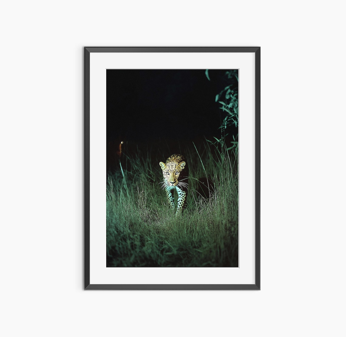 Leopard at Night in Tall Grass Dramatic Wildlife Photography Poster