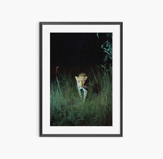 Cheetah Print Photography Animal Poster Nature Prints Leopard Fine Art Museum Quality