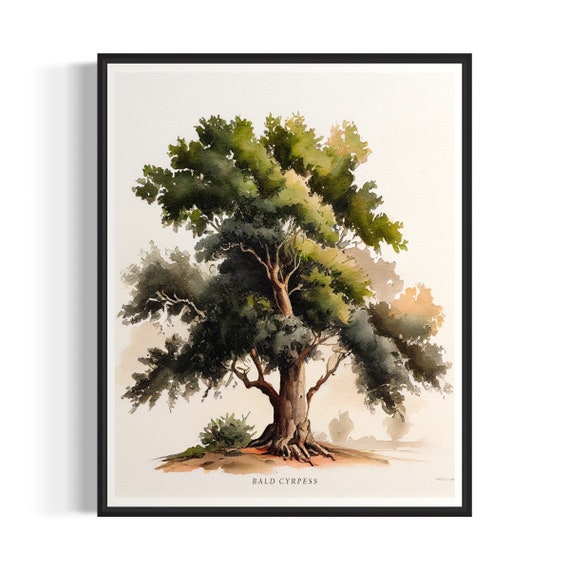 Bald Cyrpess Tree Art Print Bald Cyrpess Tree Wall Art Poster