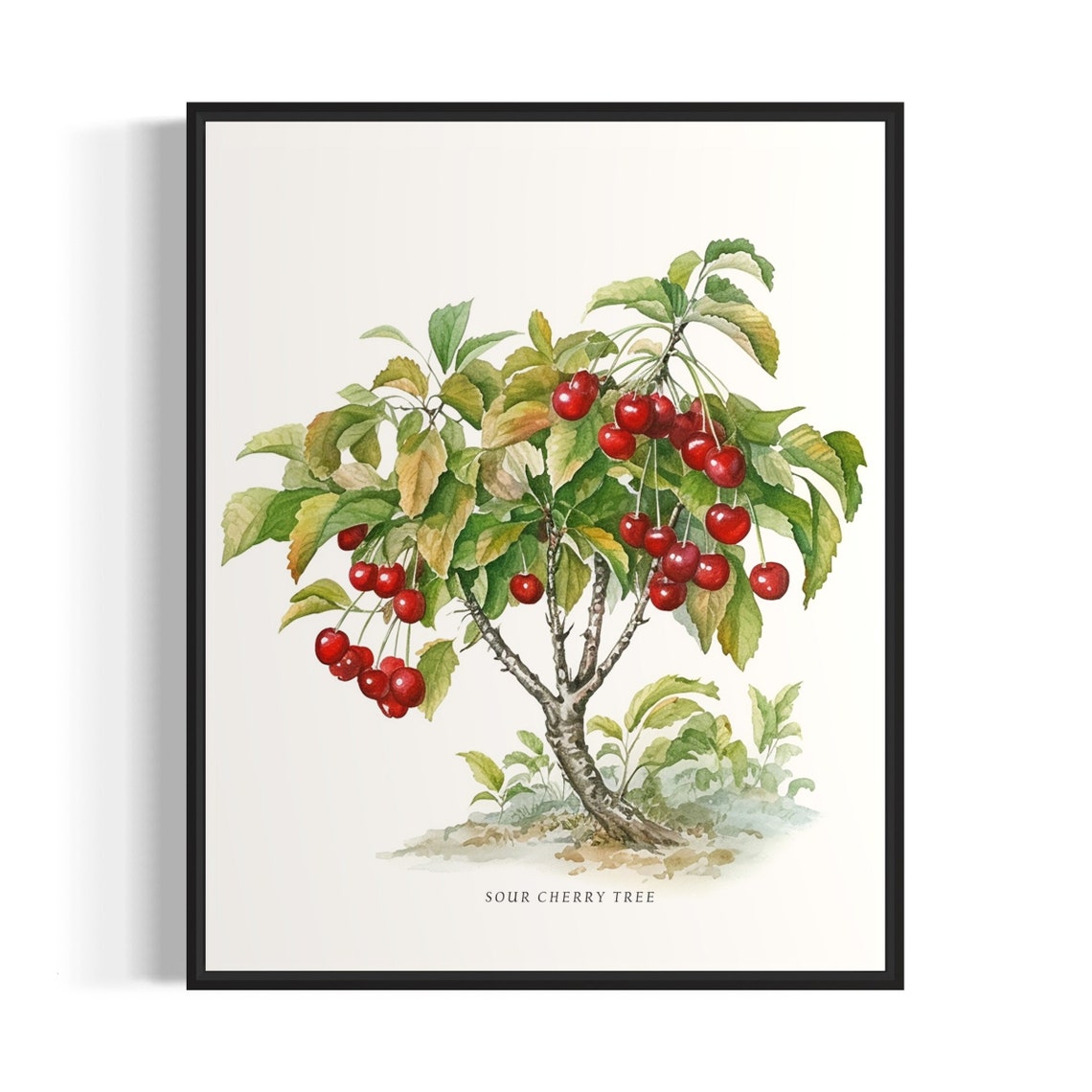 Sour Cherry Tree Watercolor Botanical Fruit Illustration Poster