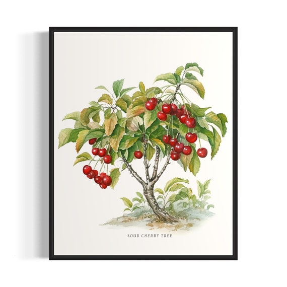 Sour Cherry Tree Art Print Sour Cherry Tree Wall Art Poster