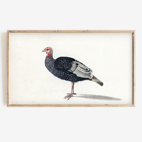 Vintage Turkey Illustration Thanksgiving Fall Farmhouse Art Poster