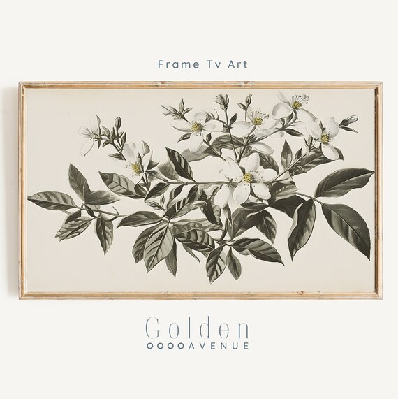 Vintage White Jasmine Botanical Illustration Neutral Wall Art Poster