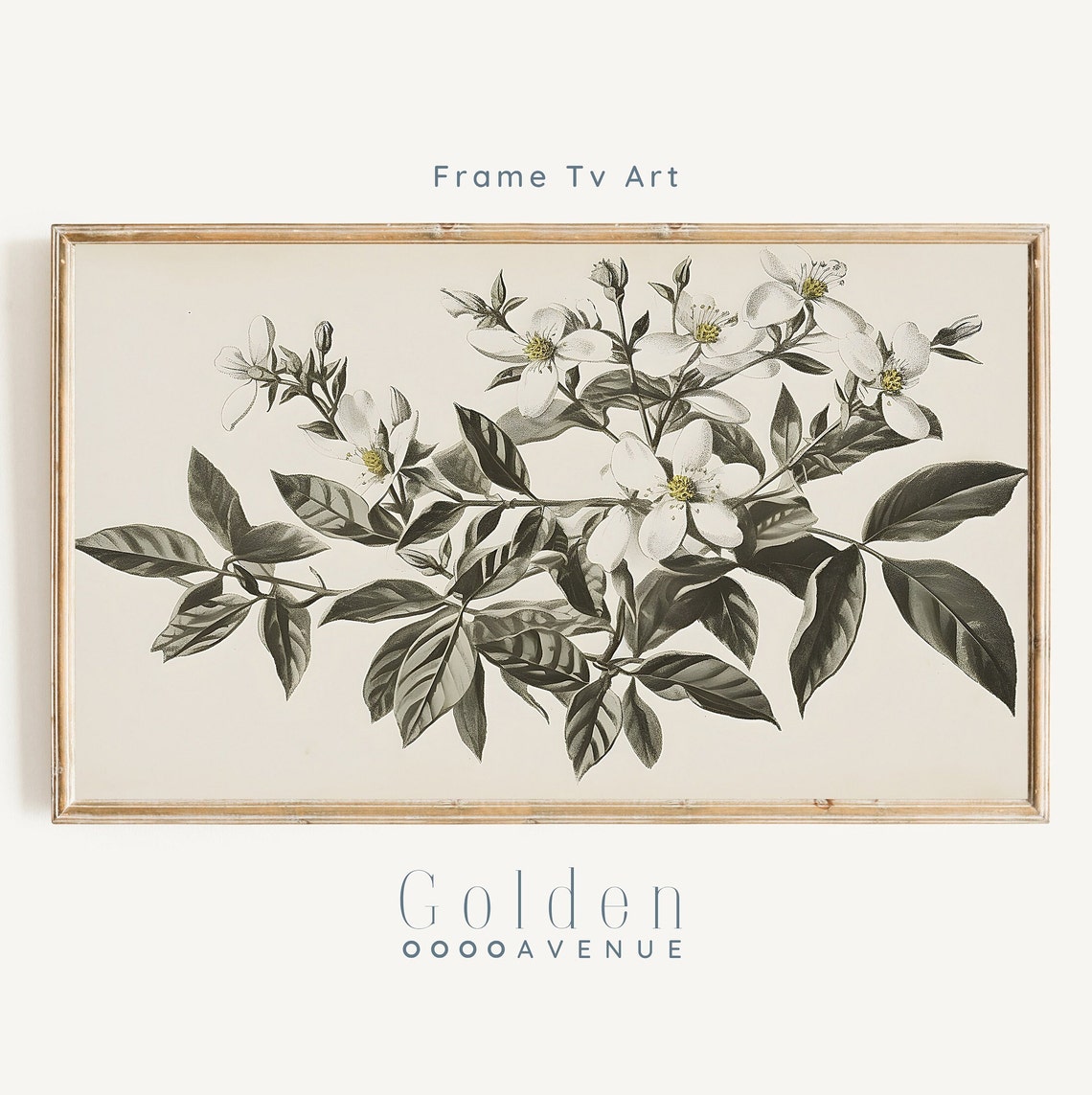 Vintage White Jasmine Botanical Illustration Neutral Wall Art Poster