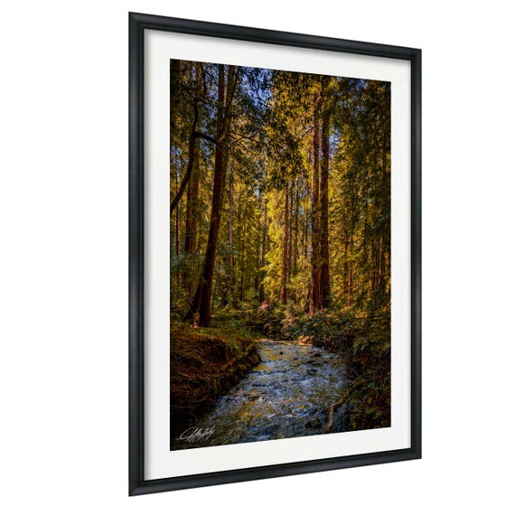 Muir Woods Redwood Print Landscape Framed Or Unframed