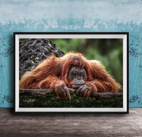 Orangutan Wildlife Print Colorful Jungle Portrait Framed Or Canvas