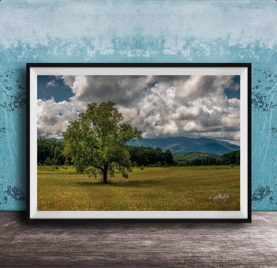 Lone Tree In Green Meadow With Smoky Mountains Cloudy Sky Poster