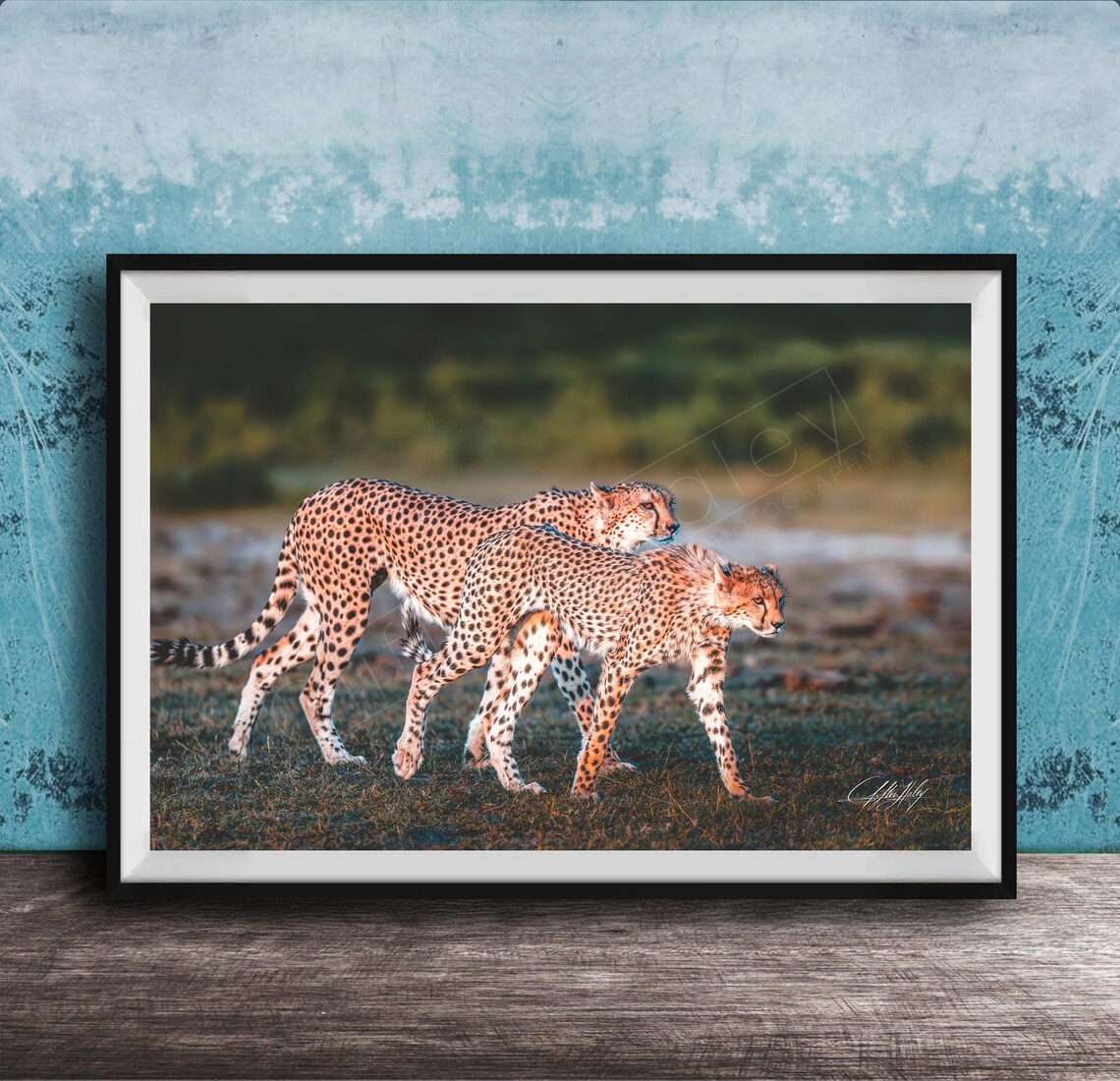 Cheetah Art Print African Safari Wildlife Multiple Sizes Available
