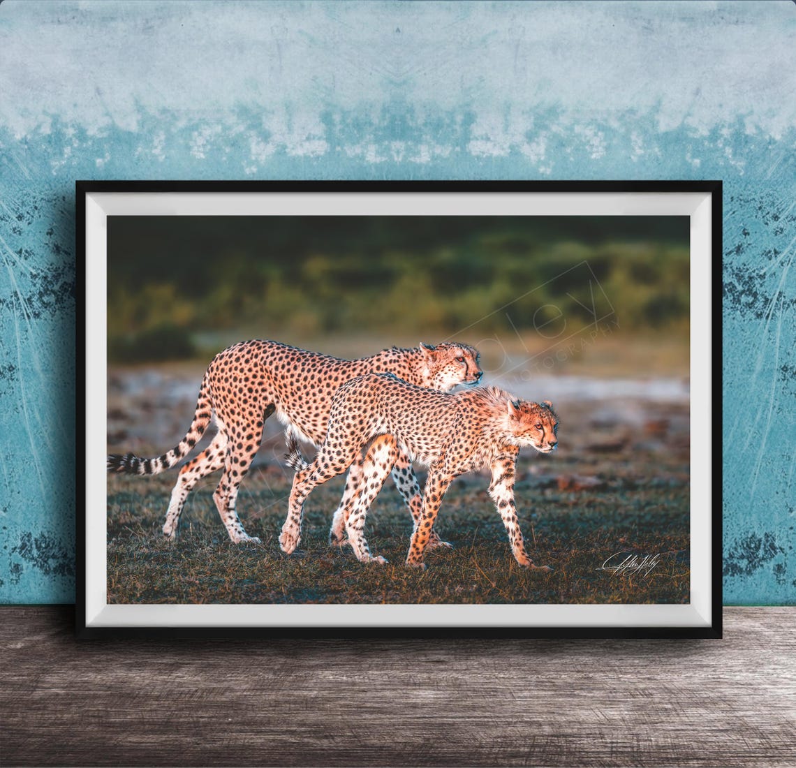 Two Cheetahs Walking Savanna Golden Light Wildlife Photo Poster
