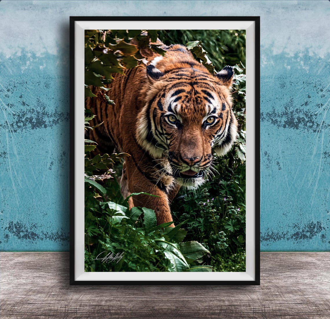 Tiger Walking Through Lush Green Jungle Wildlife Photo Poster