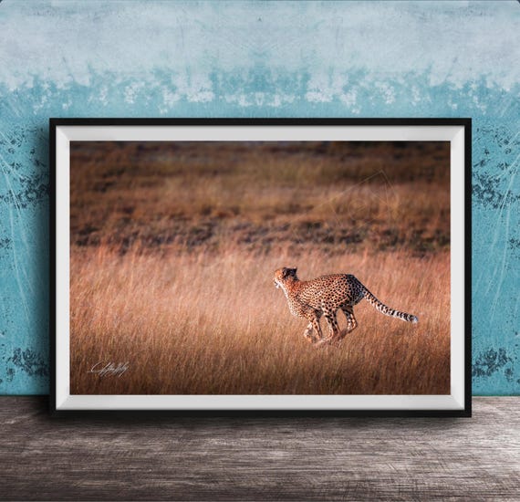 Cheetah Wall Art Bold Boho Safari Style Unframed