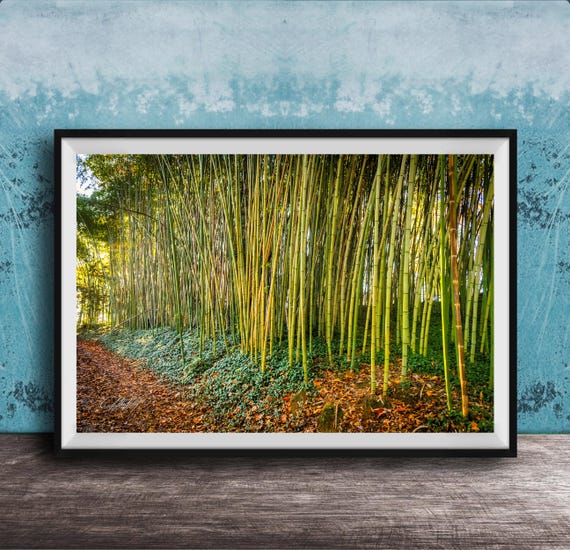 Biltmore Estate Bamboo Grove Art Print Rustic Nature Wall Decor