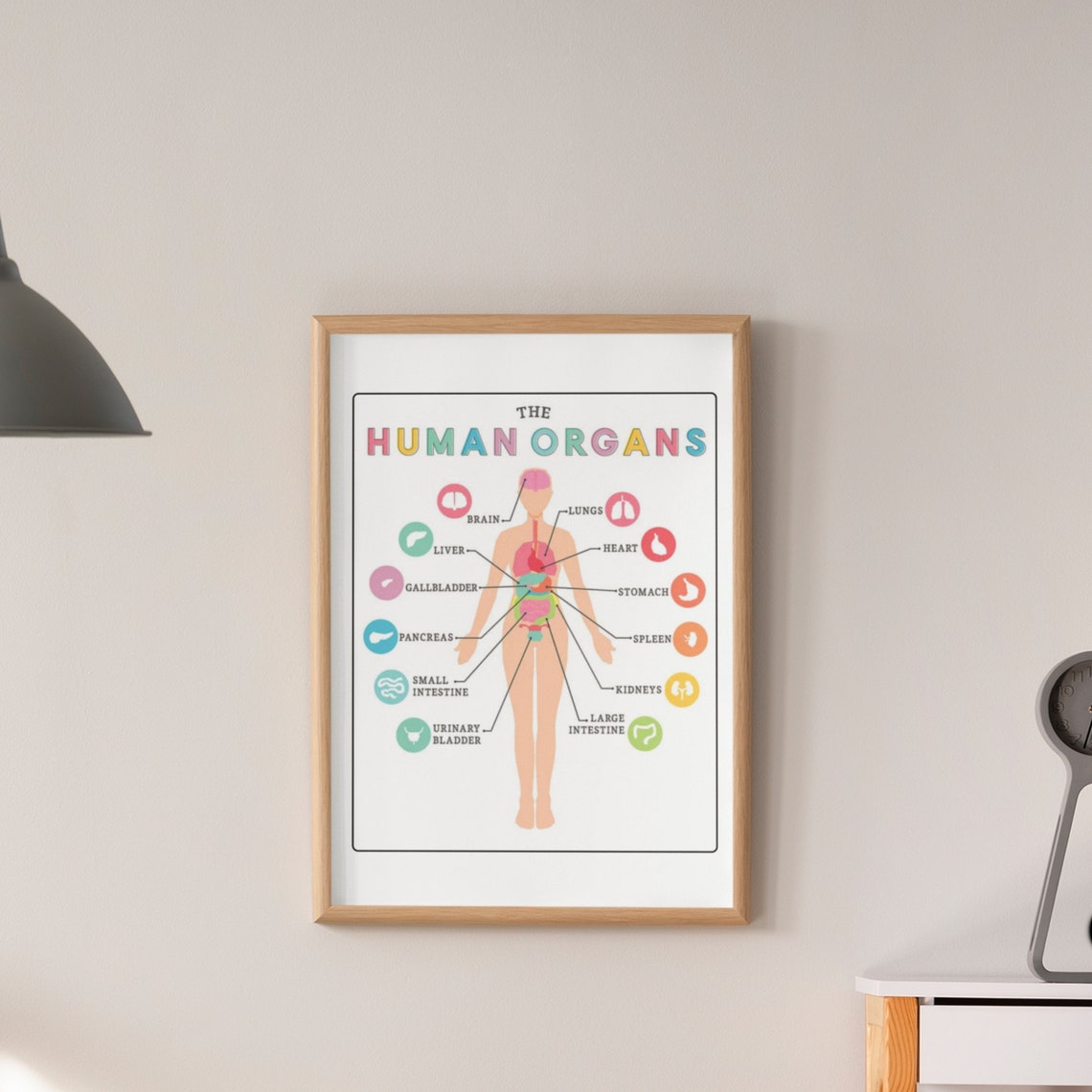 Human Organs Anatomy Chart Educational Science Classroom Poster