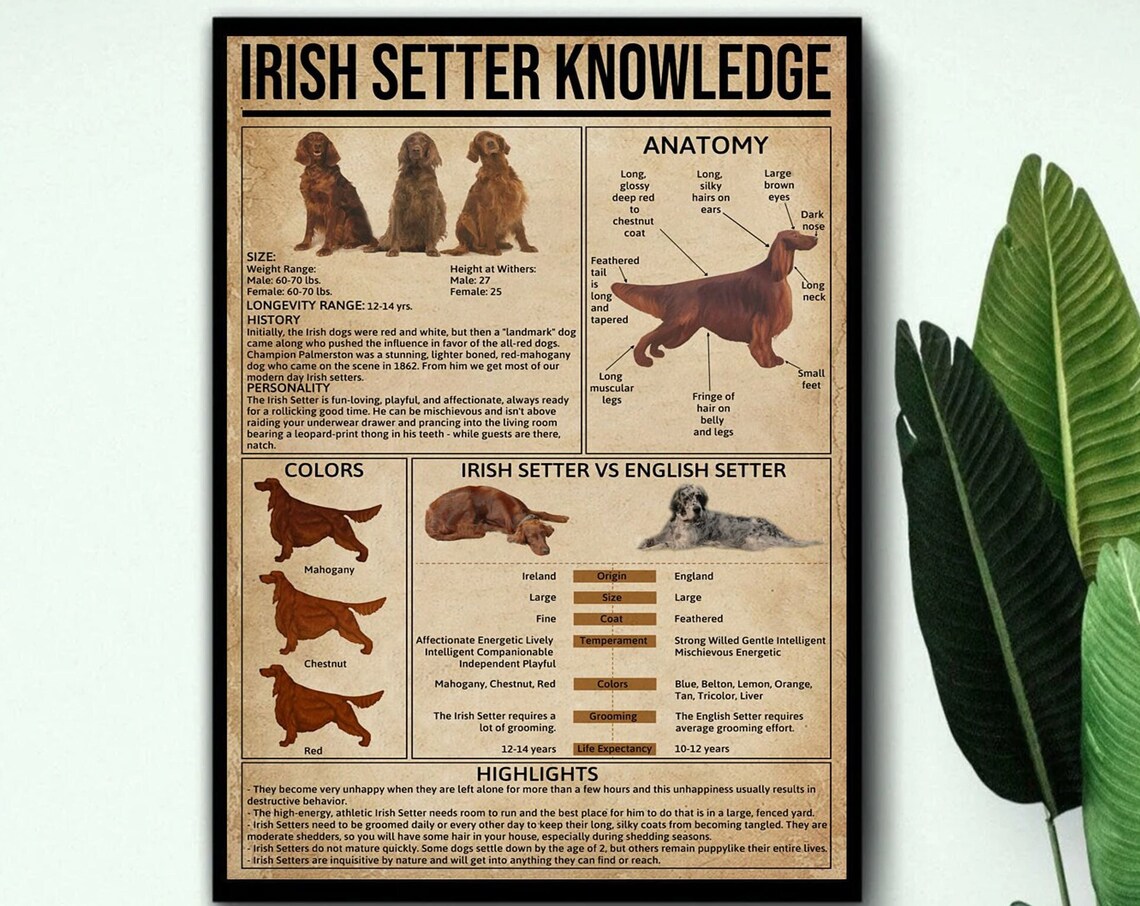 Irish Setter Vintage Poster, Dog Wall Art Print - Image 3