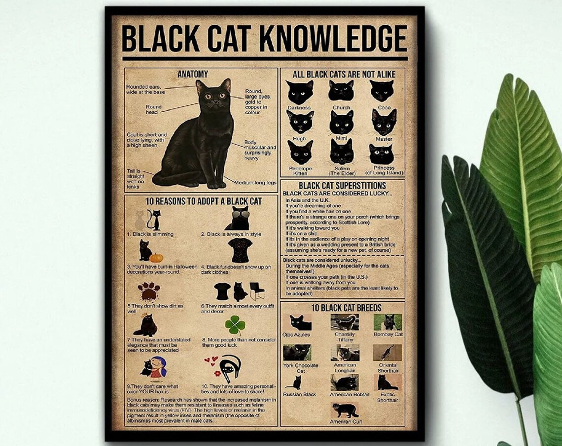 Black Cat Knowledge Anatomy Adoption Reasons Vintage Chart Poster - Image 3