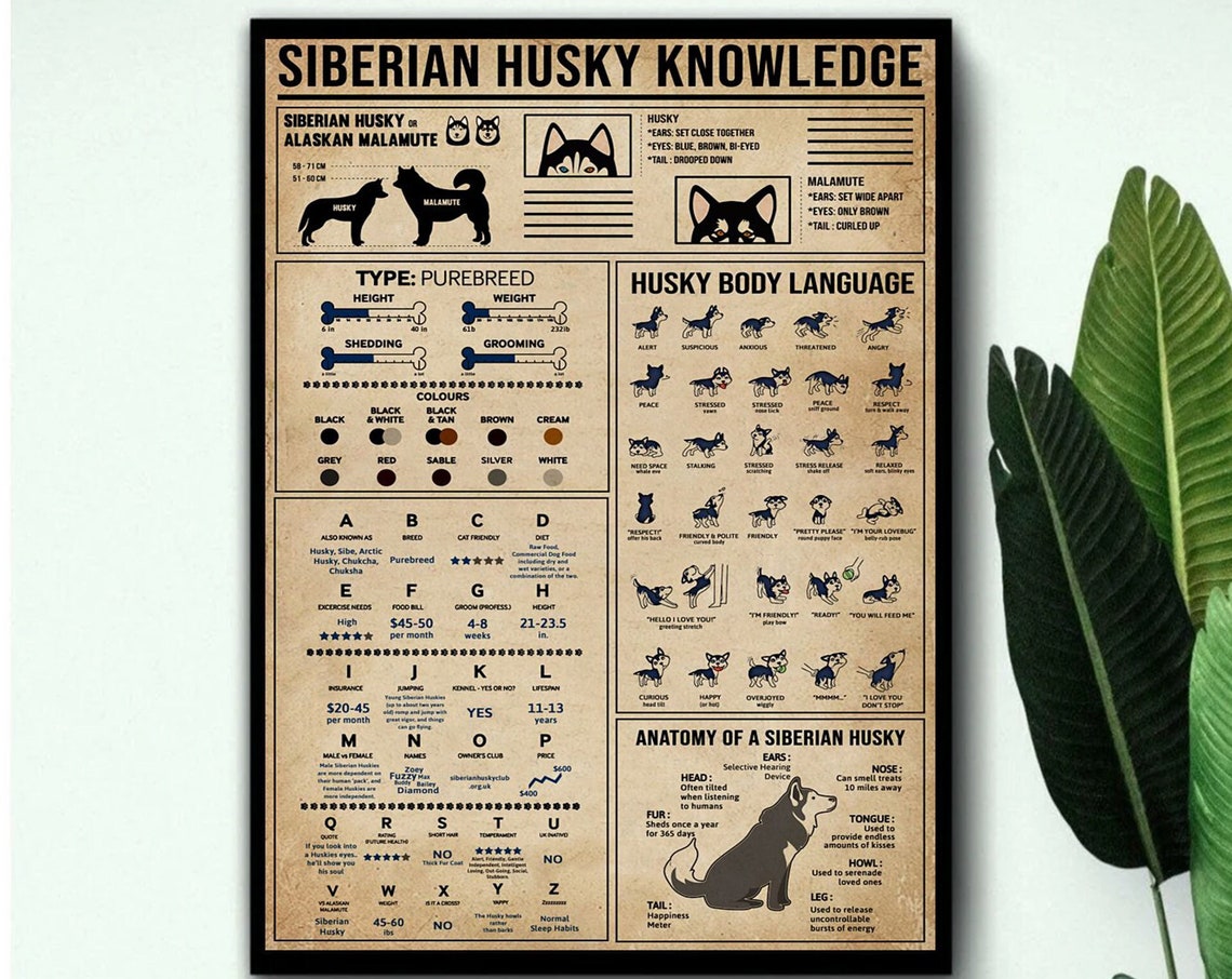 Siberian Husky Knowledge Breed Chart Body Language Guide Poster - Image 3