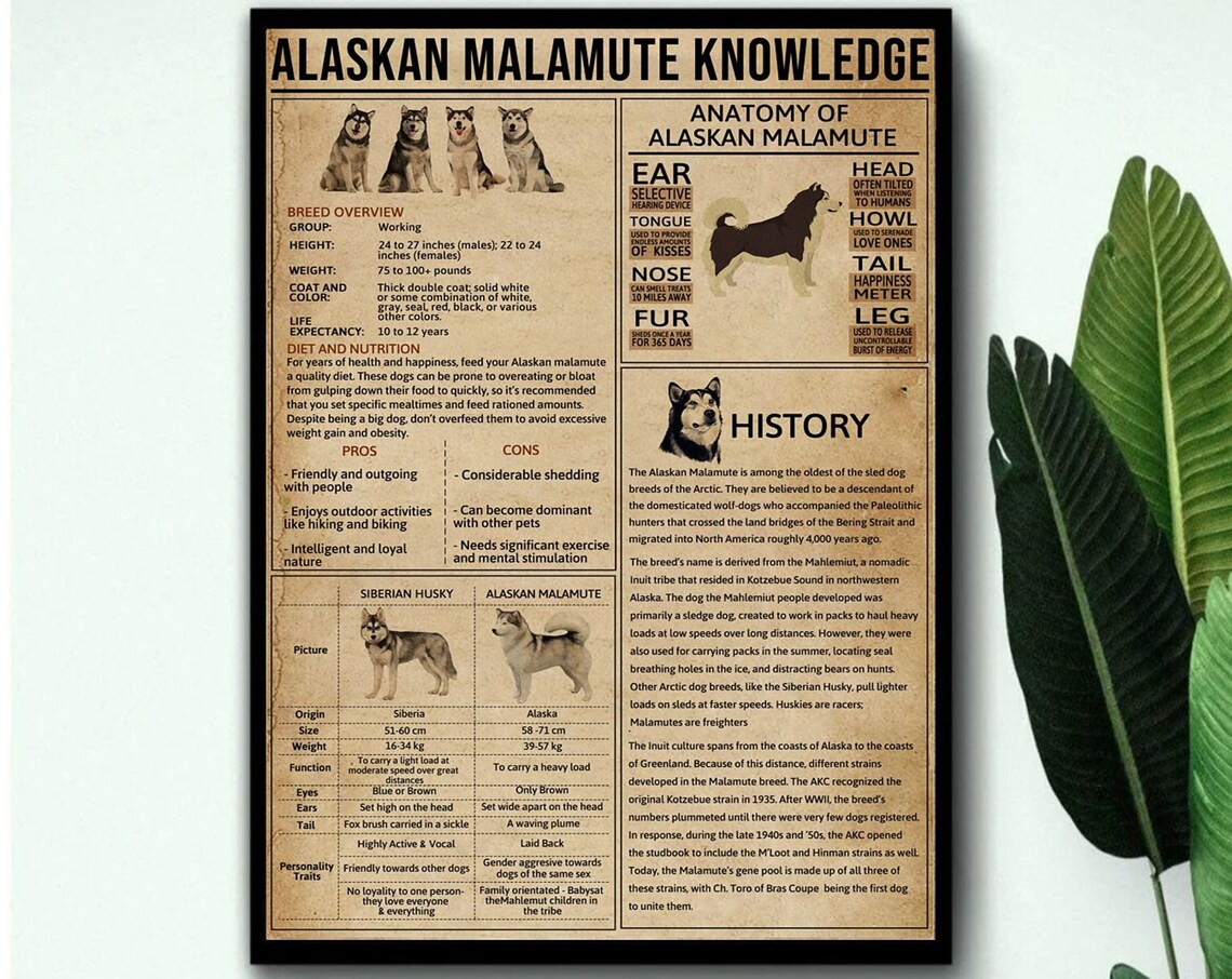 Alaskan Malamute Knowledge Poster, Dog Art Print - Image 3