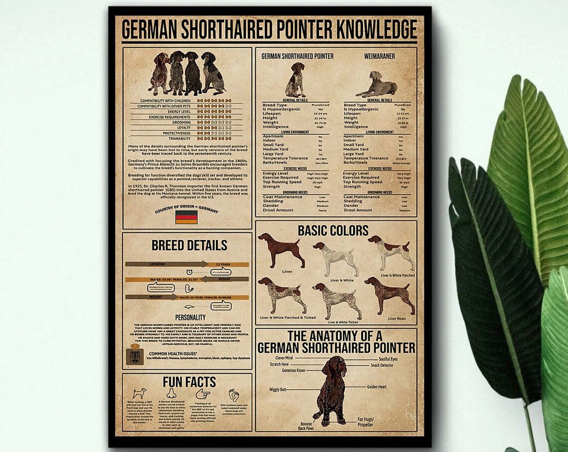 German Shorthaired Pointer Vintage Dog Art Print - Image 3