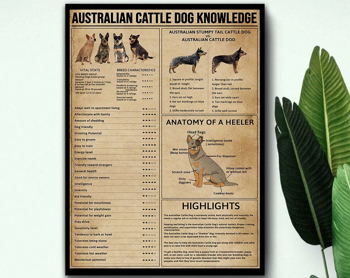 Australian Cattle Dog Knowledge, Vintage Poster Print - Image 3
