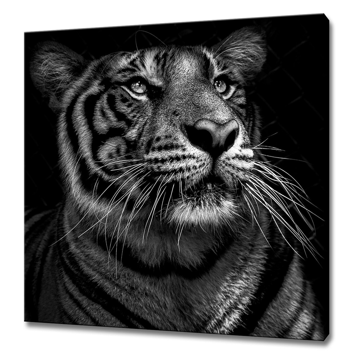Tiger Art Print, Black and White Wildlife Decor