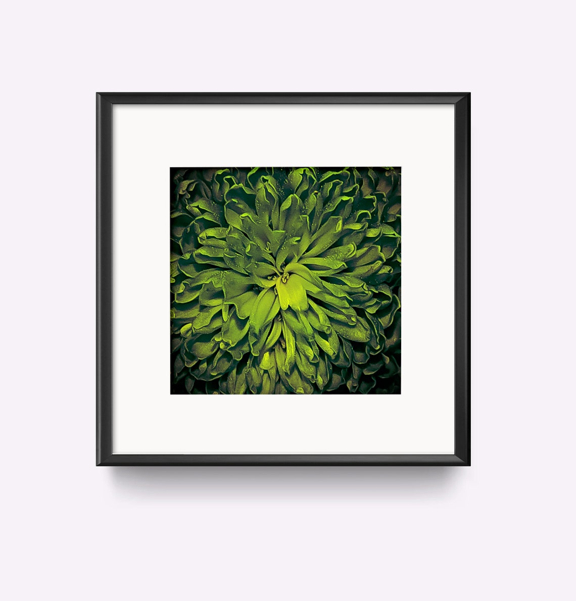 Green Dahlia Botanical Macro Photography No 17 Dark Art Poster