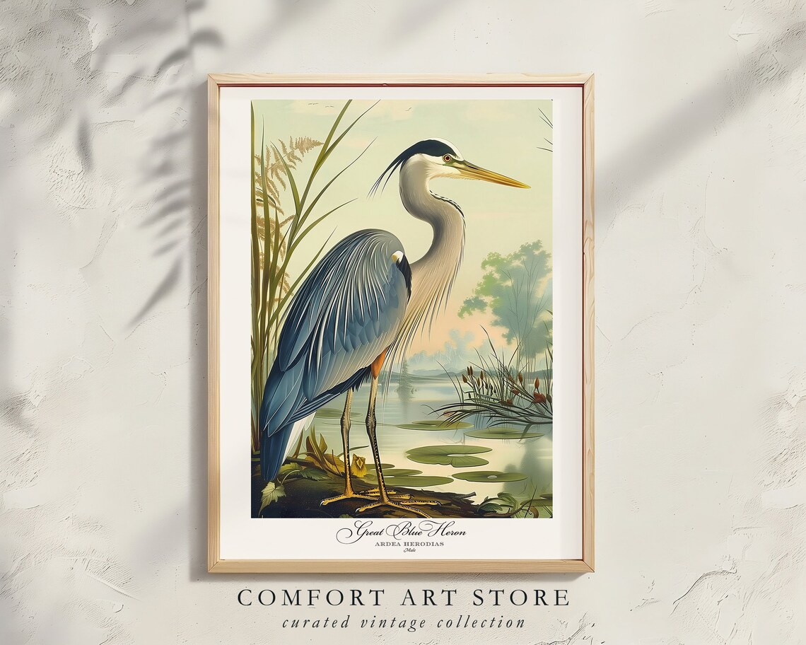 Great Blue Heron Audubon-Style Bird Print, Vintage - Image 6