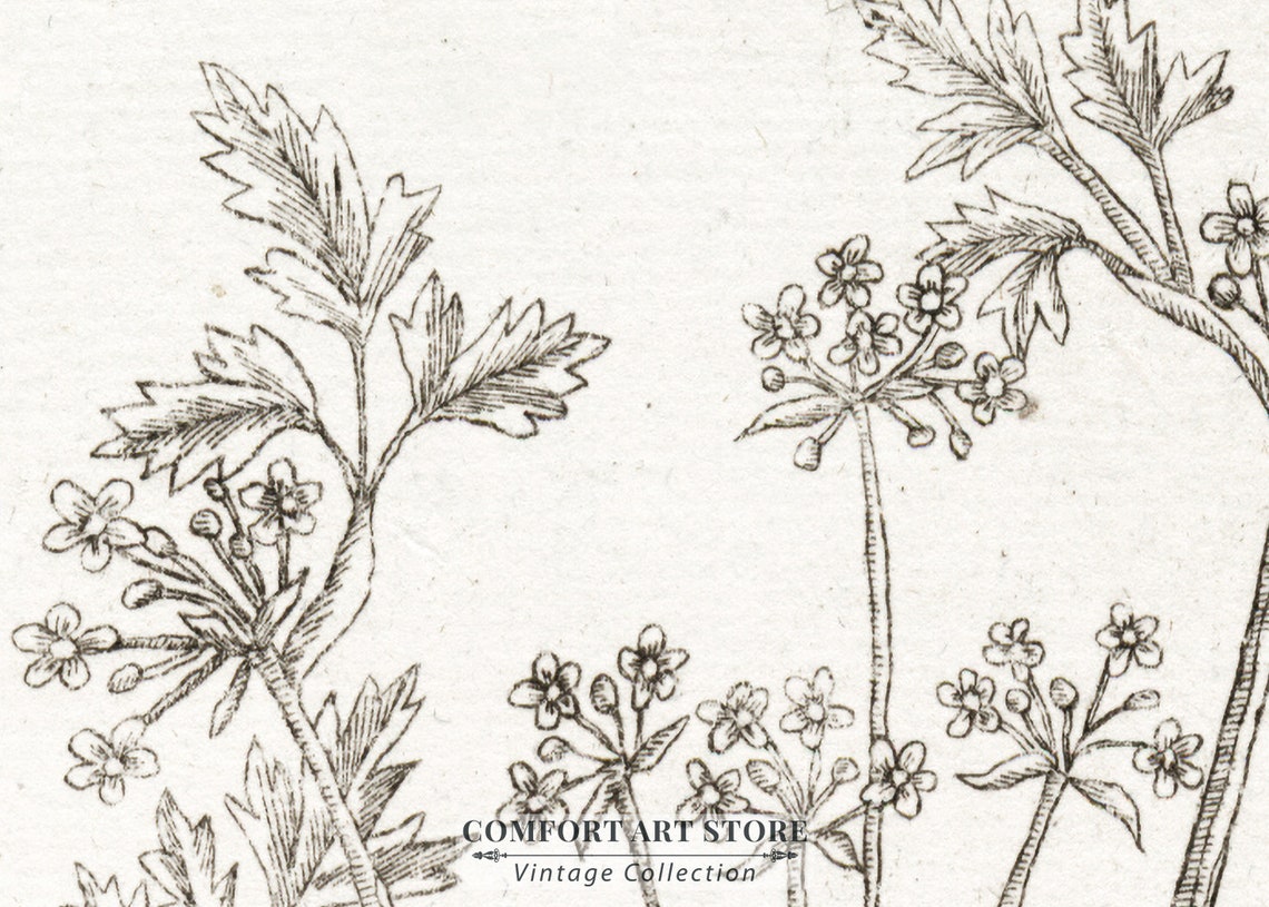 Vintage Botanical Herb Sketch Sepia Line Drawing Wall Decor Poster - Image 5
