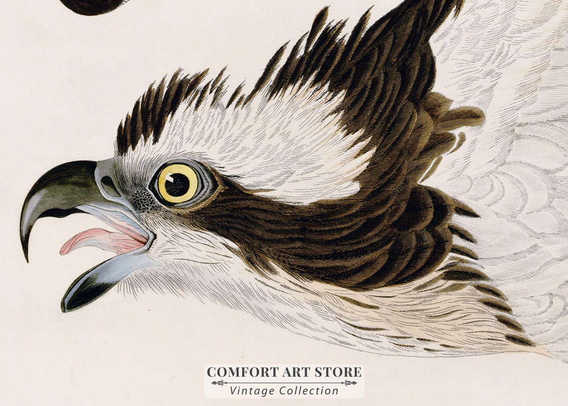 Fish Hawk Osprey Carrying a Fish Vintage Bird Plate Style Poster - Image 5