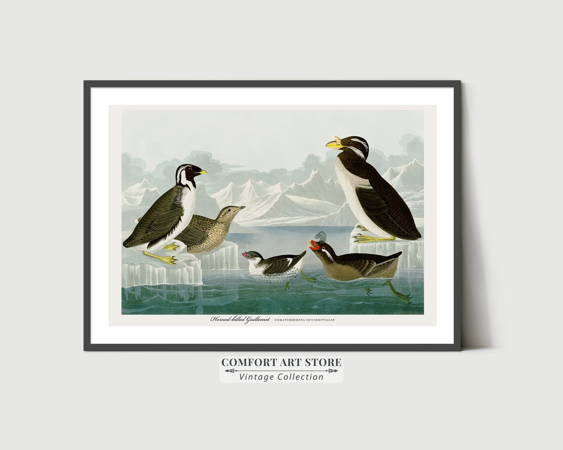 Horned Billed Guillemot Audubon Style Vintage Bird Art Poster - Image 2
