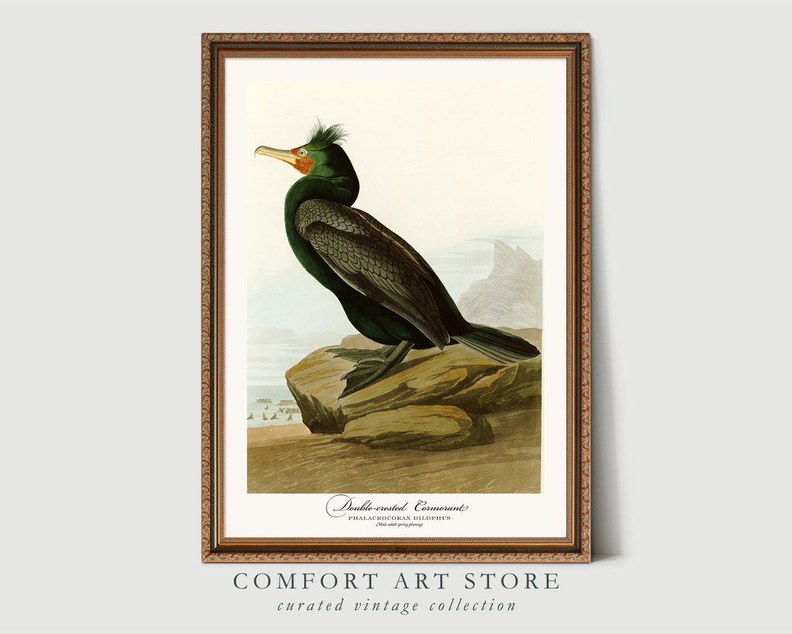 Double Crested Cormorant Audubon Style Vintage Seabird Nature Poster - Image 7