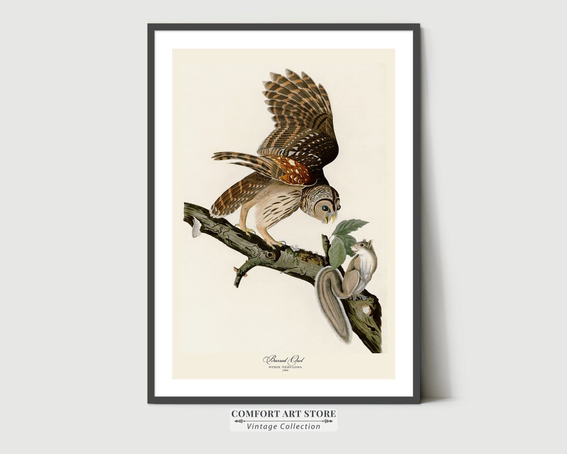 Barred Owl With Squirrel Vintage Audubon Bird Engraving Poster - Image 3