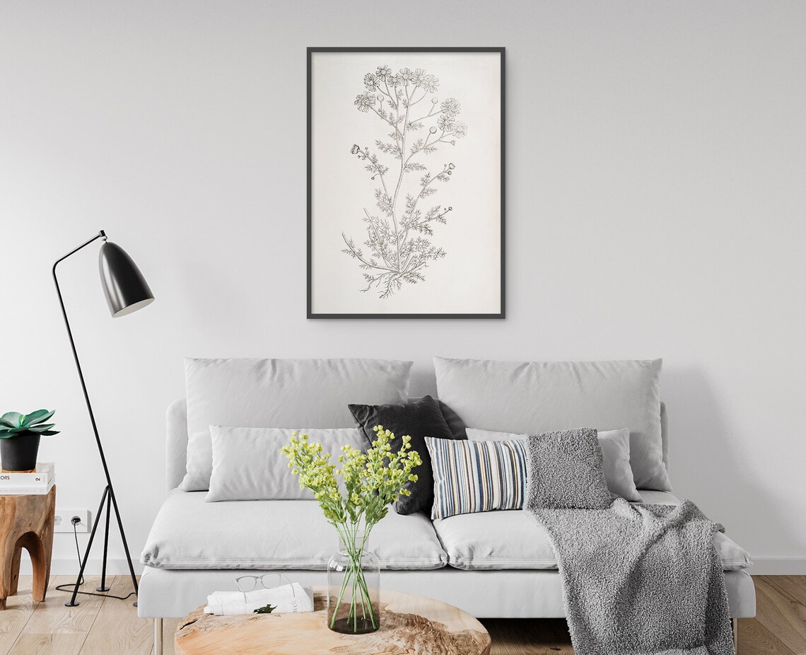 Chamomile Botanical Sketch, Rustic Kitchen Art Print - Image 4