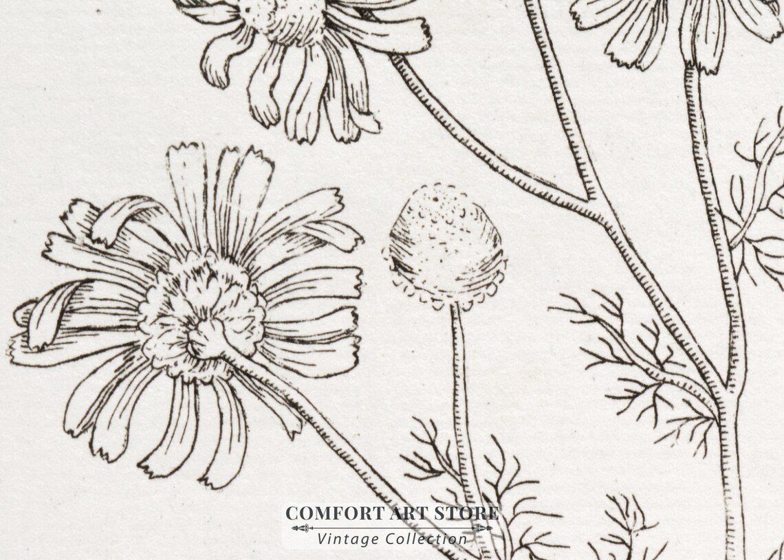 Chamomile Botanical Sketch, Rustic Kitchen Art Print - Image 5