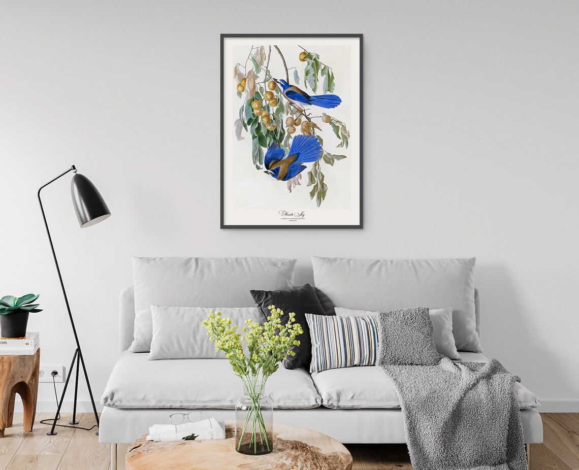 Blue Jay Columbia Florida Jay Audubon Vintage Bird Art Trio Set Poster - Image 4