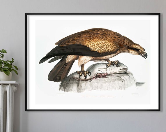 Eagle Vintage Art Print Birds Of America Decor Antique Bird Illustration John Audubon Poster