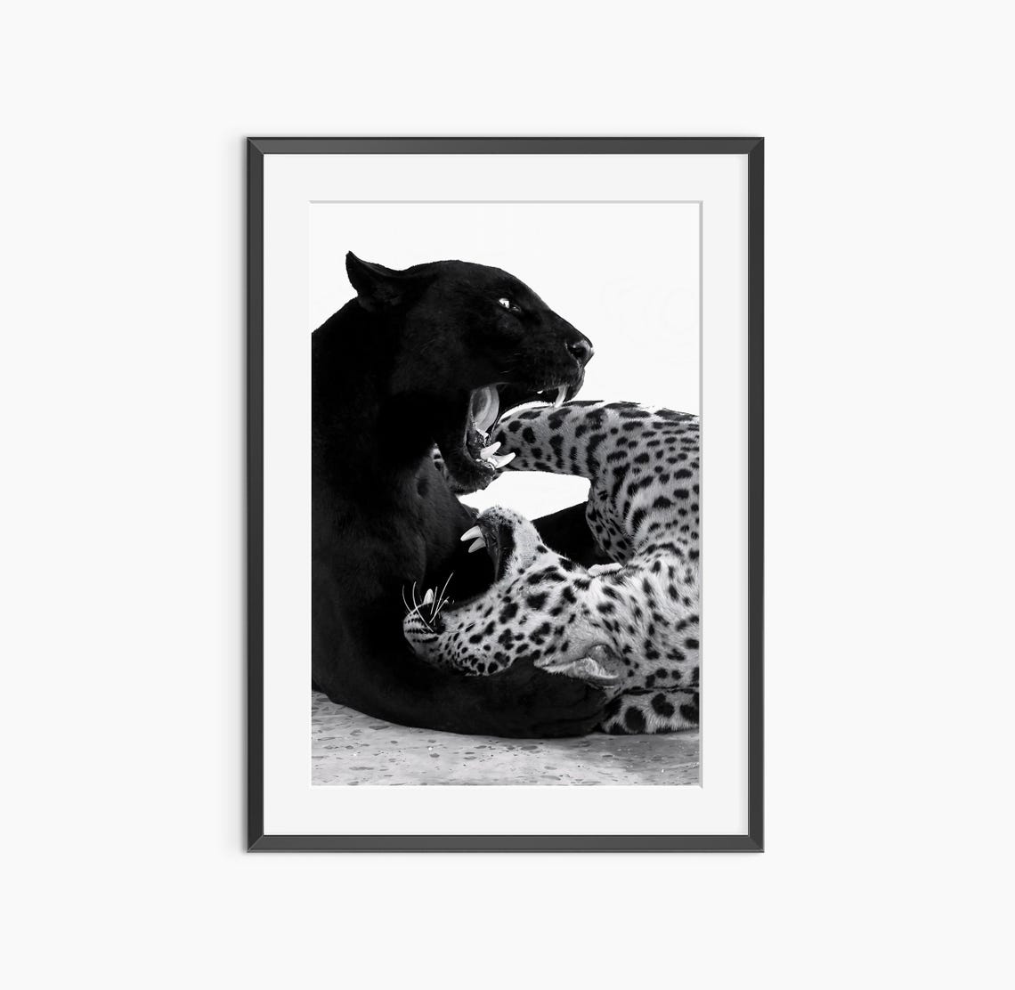 Black Panther and Leopard Fighting Dramatic Black White Poster